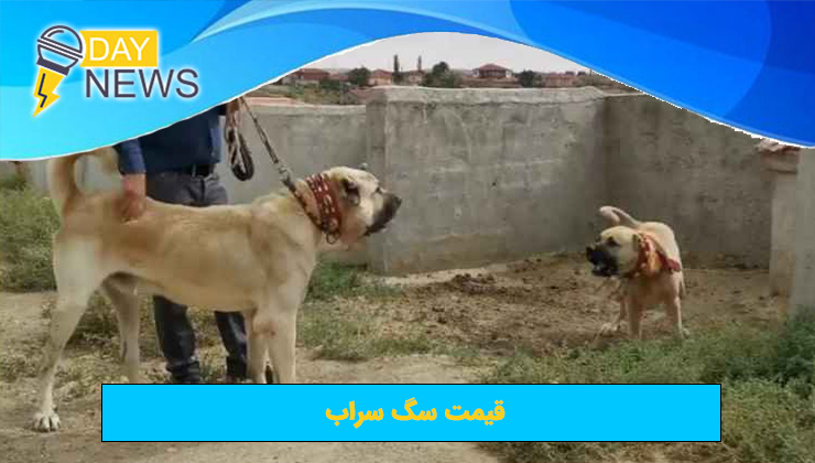 قیمت سگ سراب